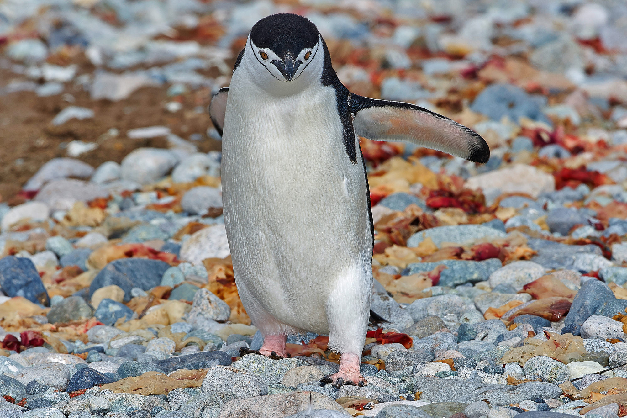 Zügelpinguin